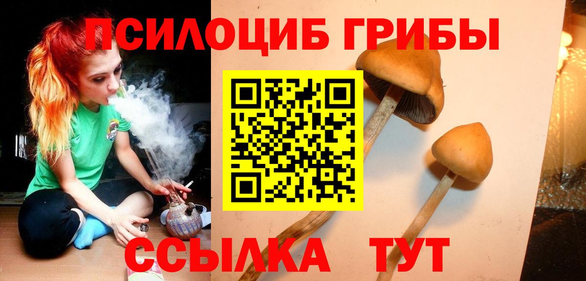 Псилоцибиновые грибы Psilocybe Тихвин